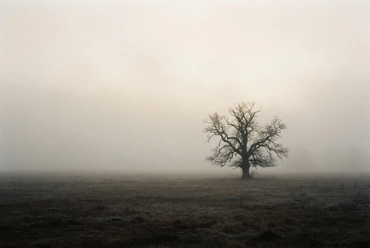 A solitary tree emerging from morning mist